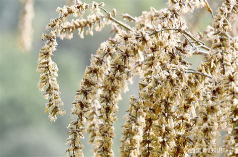 竹子開花的惡兆